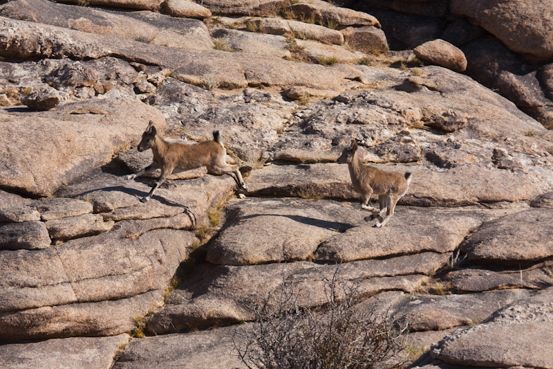 Siberian Ibex